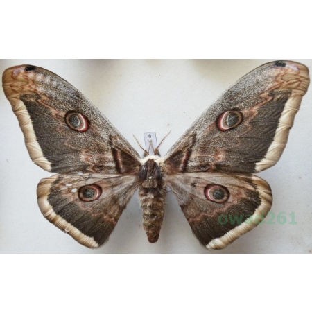 Saturnia pyri (Denis & Schiffermüller, 1775) female Pawica gruszówka ex. ovo Czech 111mm6